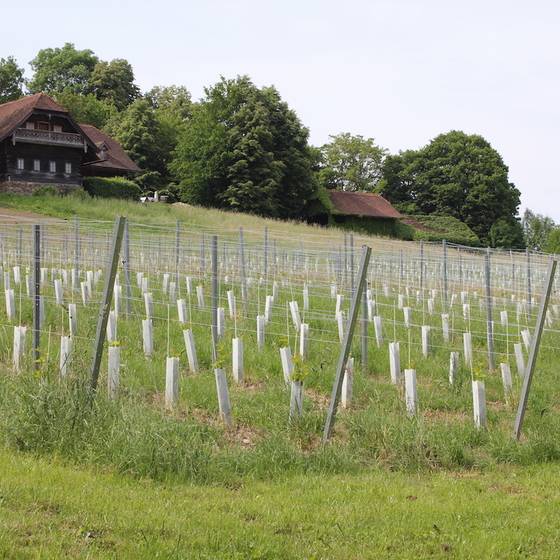 Fertiggestellter Weingarten