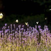 Bienenweide mit Lavendel beim Hotel Schloss Obermayerhofen